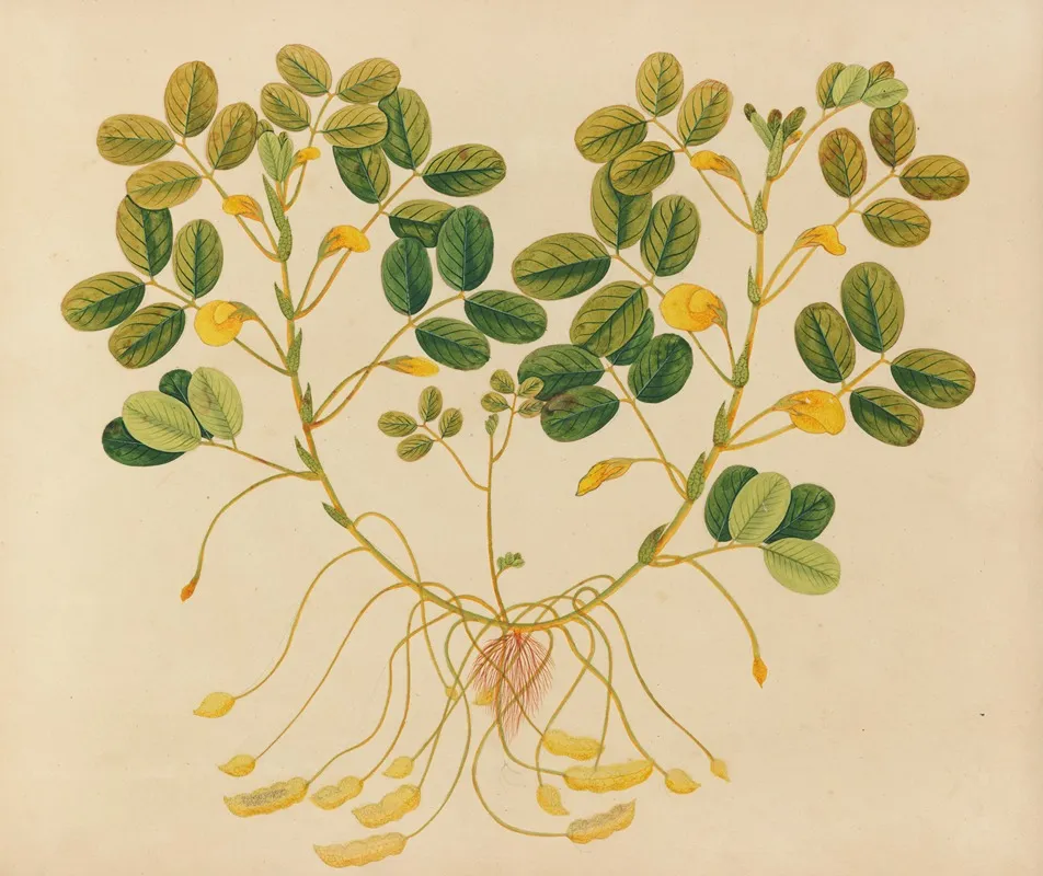 Album Of Watercolors Of Asian Fruits And Flowers Pl 11 Wall Art by Anonymous - High-Resolution Digital Print