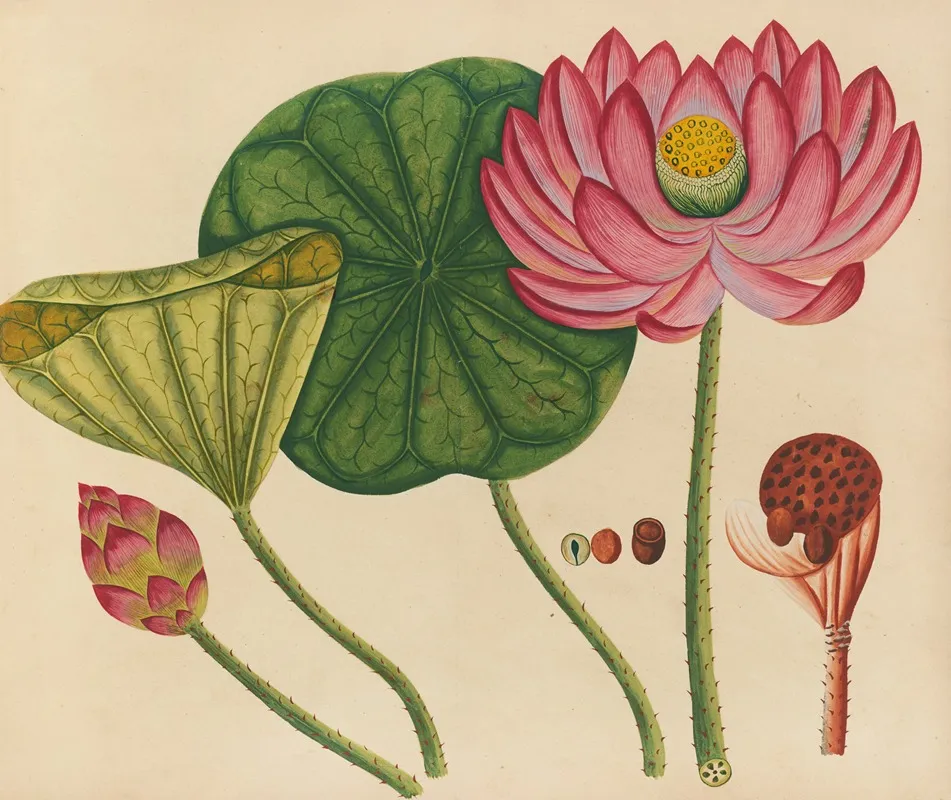 Album Of Watercolors Of Asian Fruits And Flowers Pl 12 Wall Art by Anonymous - High-Resolution Digital Print