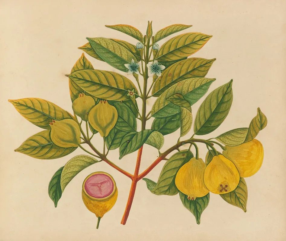 Album Of Watercolors Of Asian Fruits And Flowers Pl 14 Wall Art by Anonymous - High-Resolution Digital Print