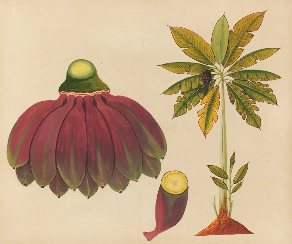Album Of Watercolors Of Asian Fruits And Flowers Pl 15 Wall Art by Anonymous - High-Resolution Digital Print