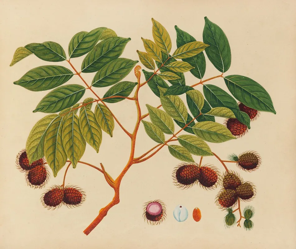 Album Of Watercolors Of Asian Fruits And Flowers Pl 16 Wall Art by Anonymous - High-Resolution Digital Print