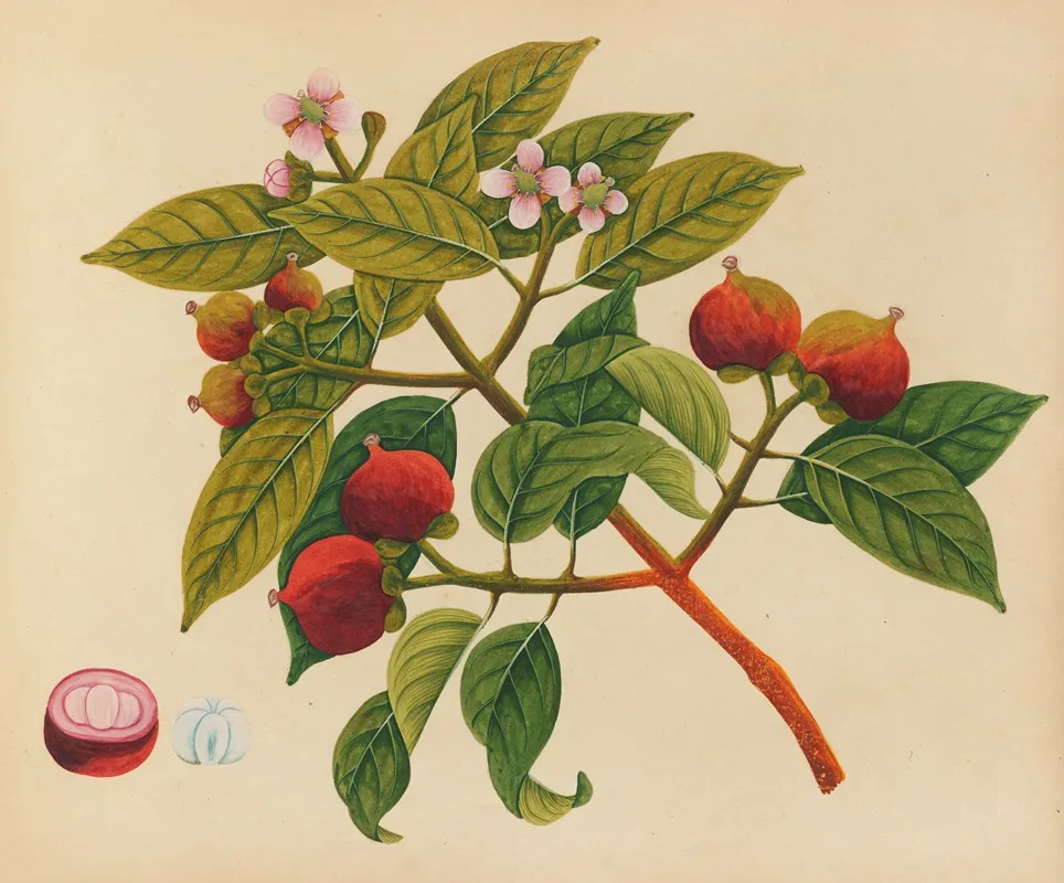 Album Of Watercolors Of Asian Fruits And Flowers Pl 17 Wall Art by Anonymous - High-Resolution Digital Print