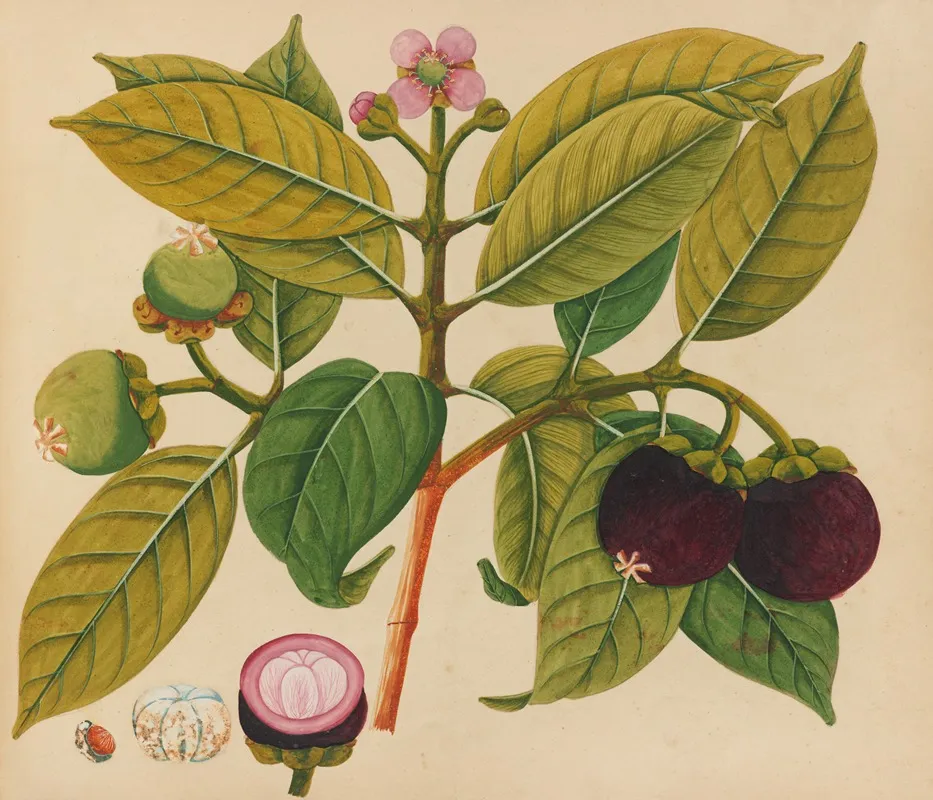 Album Of Watercolors Of Asian Fruits And Flowers Pl 18 Wall Art by Anonymous - High-Resolution Digital Print