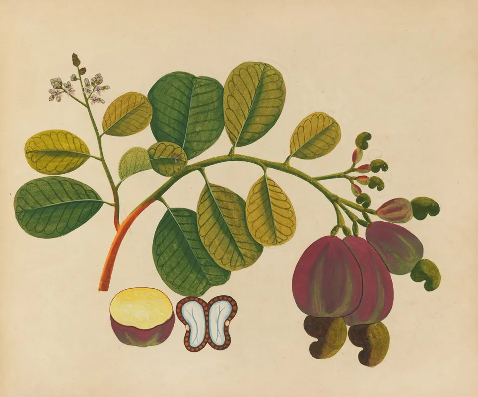 Album Of Watercolors Of Asian Fruits And Flowers Pl 19 Wall Art by Anonymous - High-Resolution Digital Print