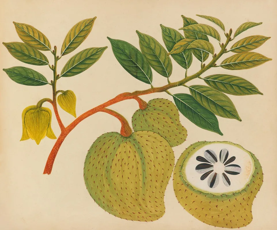 Album Of Watercolors Of Asian Fruits And Flowers Pl 20 Wall Art by Anonymous - High-Resolution Digital Print