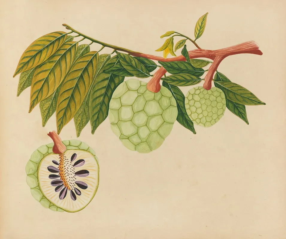 Album Of Watercolors Of Asian Fruits And Flowers Pl 22 Wall Art by Anonymous - High-Resolution Digital Print
