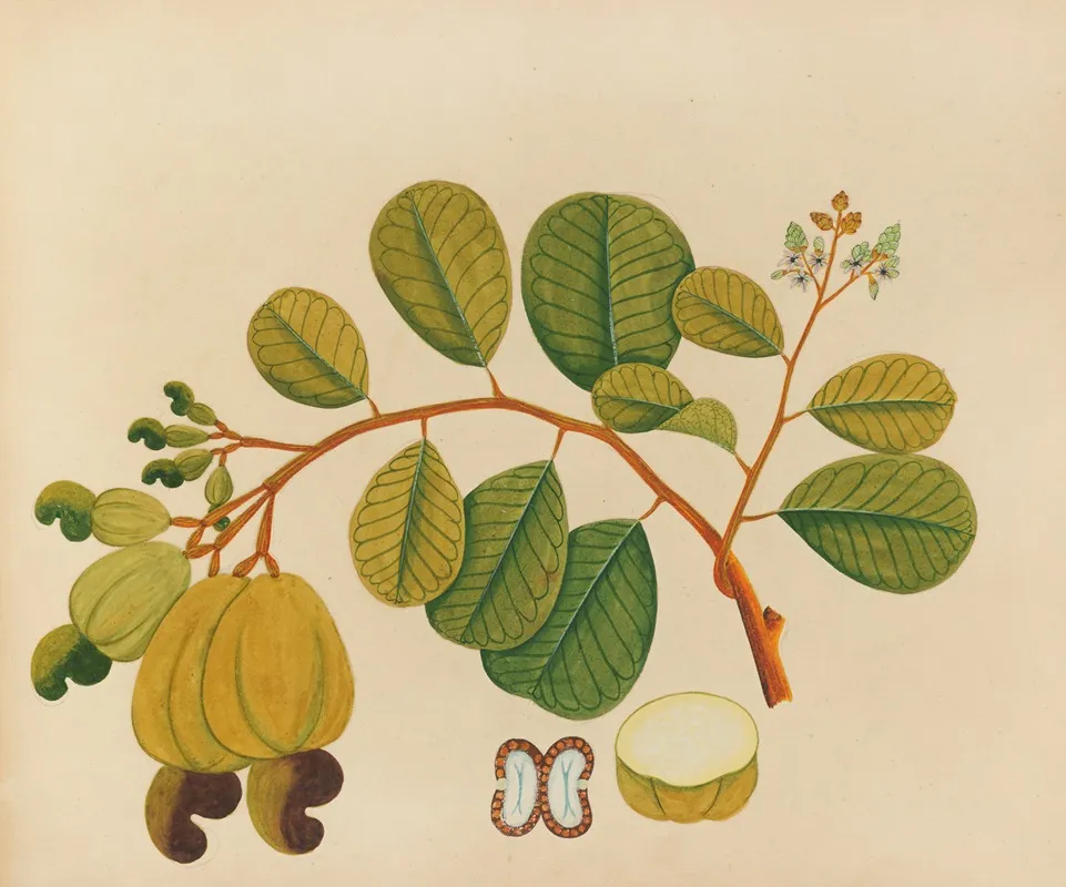 Album Of Watercolors Of Asian Fruits And Flowers Pl 23 Wall Art by Anonymous - High-Resolution Digital Print