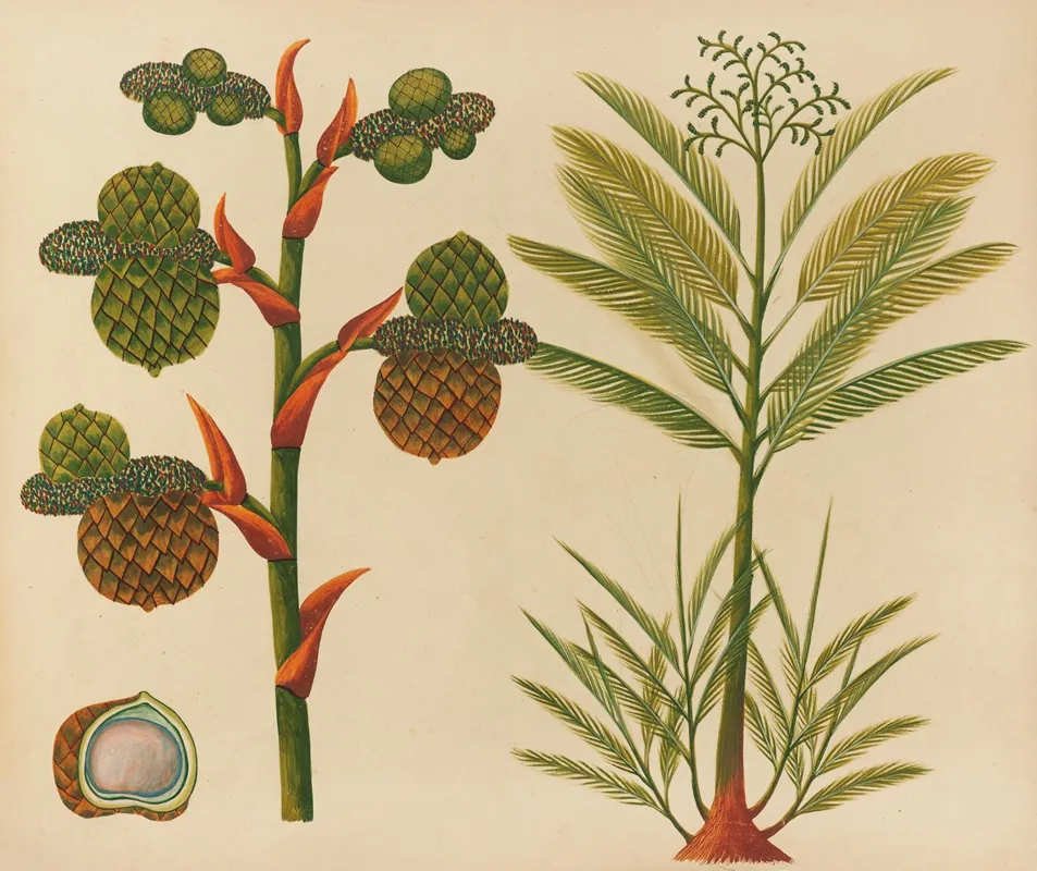 Album Of Watercolors Of Asian Fruits And Flowers Pl 24 Wall Art by Anonymous - High-Resolution Digital Print