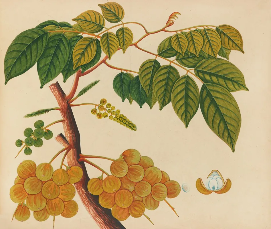 Album Of Watercolors Of Asian Fruits And Flowers Pl 25 Wall Art by Anonymous - High-Resolution Digital Print