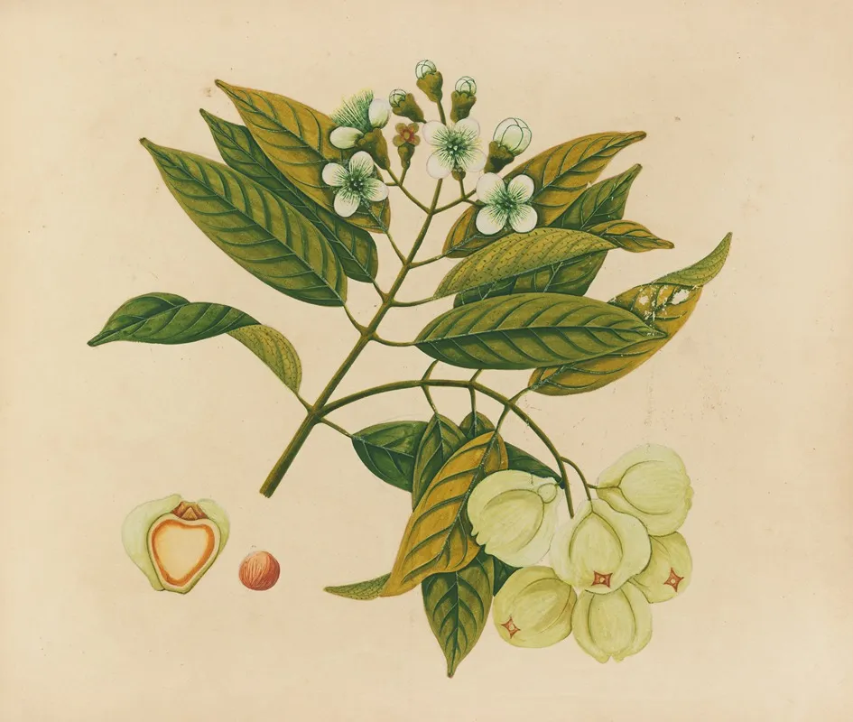 Album Of Watercolors Of Asian Fruits And Flowers Pl 26 Wall Art by Anonymous - High-Resolution Digital Print