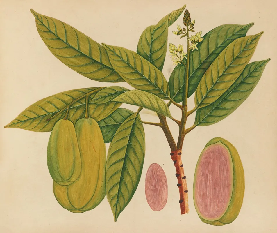 Album Of Watercolors Of Asian Fruits And Flowers Pl 27 Wall Art by Anonymous - High-Resolution Digital Print