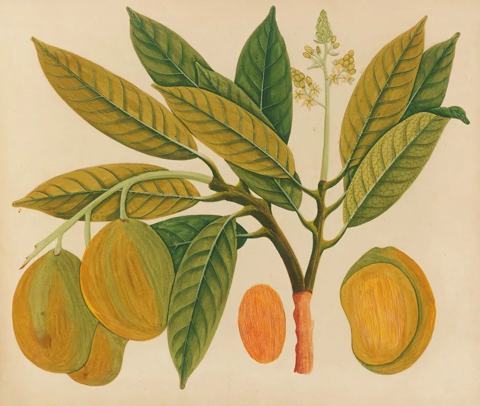 Album Of Watercolors Of Asian Fruits And Flowers Pl 28 Wall Art by Anonymous - High-Resolution Digital Print