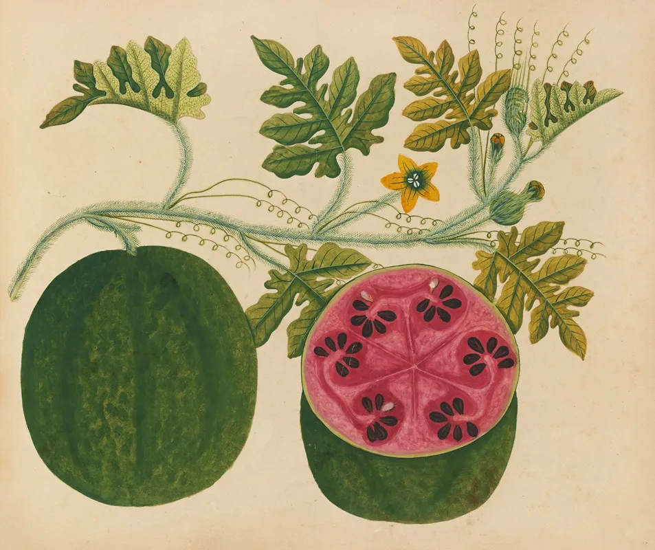 Album Of Watercolors Of Asian Fruits And Flowers Pl 29 Wall Art by Anonymous - High-Resolution Digital Print