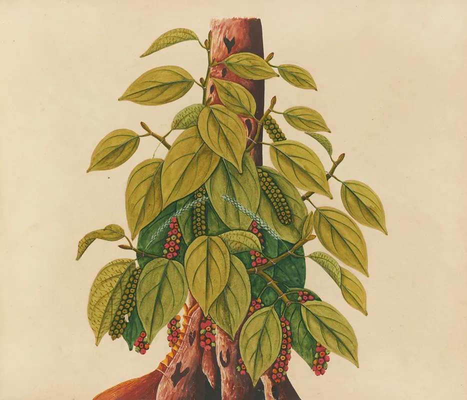 Album Of Watercolors Of Asian Fruits And Flowers Pl 34 Wall Art by Anonymous - High-Resolution Digital Print