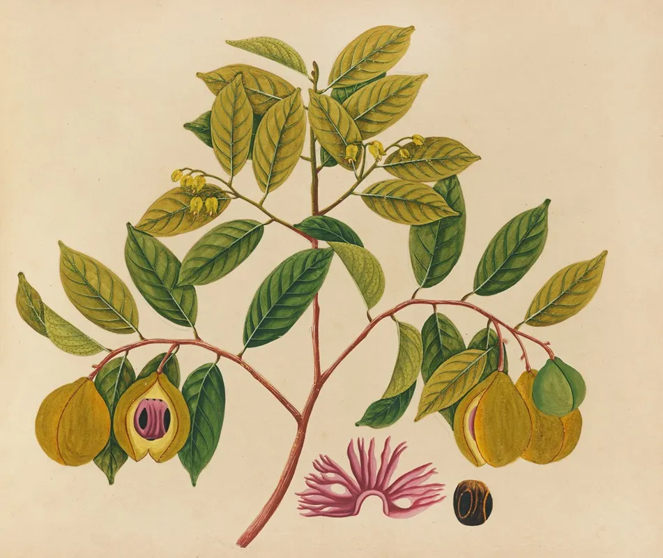 Album Of Watercolors Of Asian Fruits And Flowers Pl 35 Wall Art by Anonymous - High-Resolution Digital Print