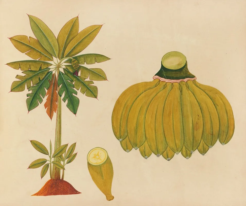 Album Of Watercolors Of Asian Fruits And Flowers Pl 36 Wall Art by Anonymous - High-Resolution Digital Print