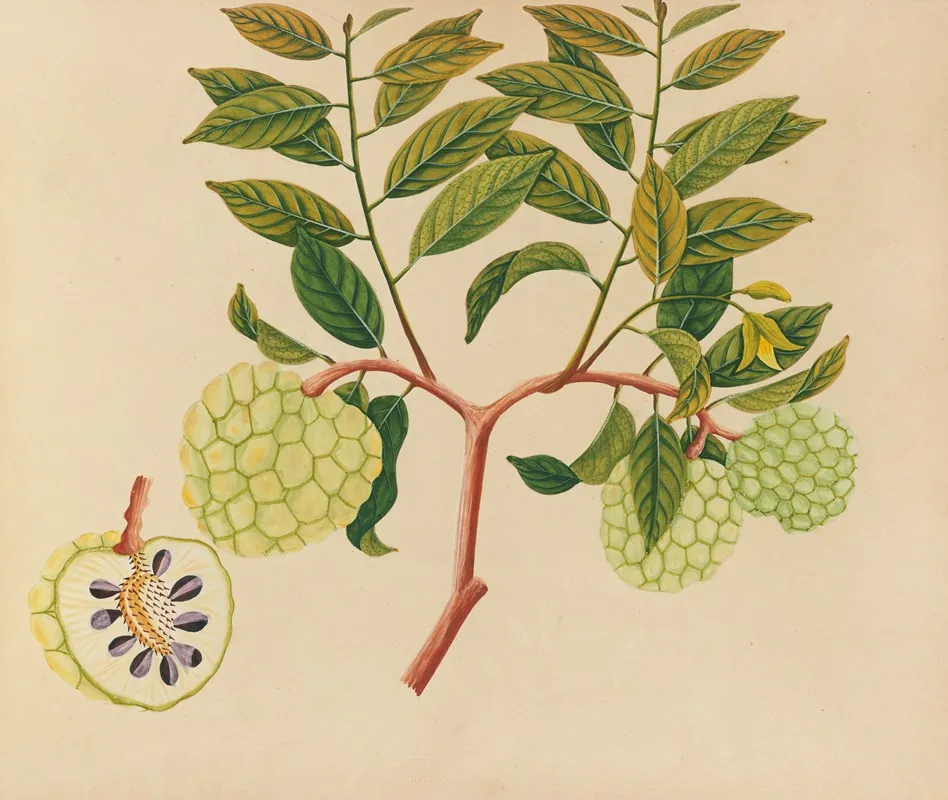 Album Of Watercolors Of Asian Fruits And Flowers Pl 37 Wall Art by Anonymous - High-Resolution Digital Print