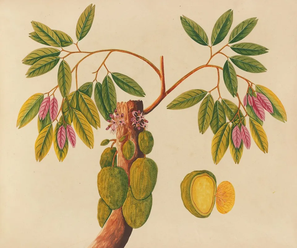 Album Of Watercolors Of Asian Fruits And Flowers Pl 38 Wall Art by Anonymous - High-Resolution Digital Print