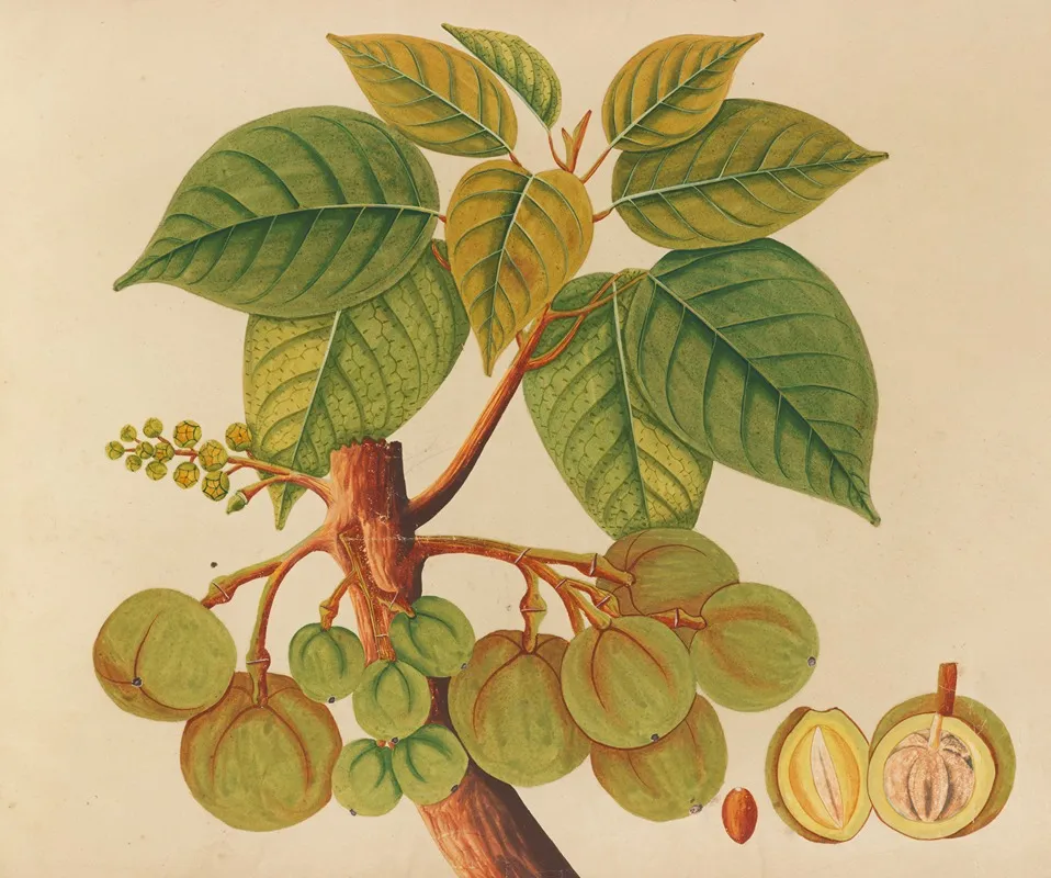 Album Of Watercolors Of Asian Fruits And Flowers Pl 39 Wall Art by Anonymous - High-Resolution Digital Print