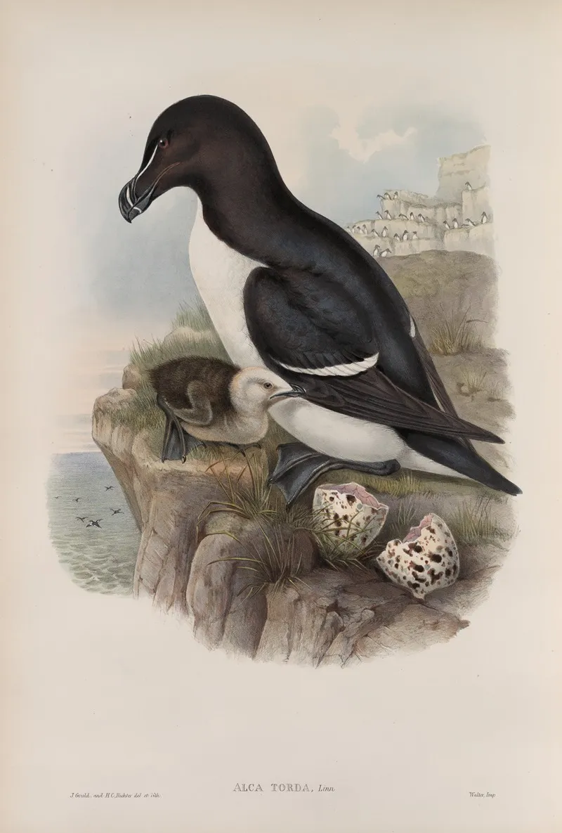 Alca Torda Razorbill Wall Art by John Gould - High-Resolution Digital Print