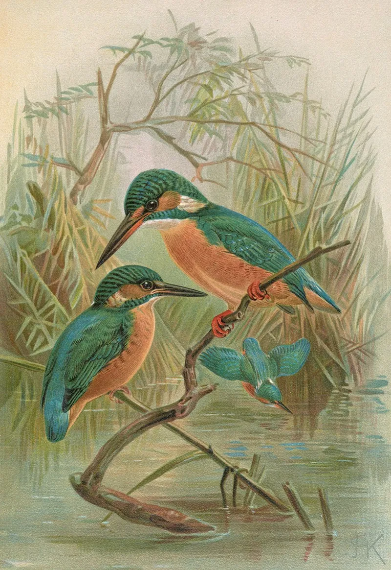 Alcedo Ispida Wall Art by Johann Friedrich Naumann - High-Resolution Digital Print