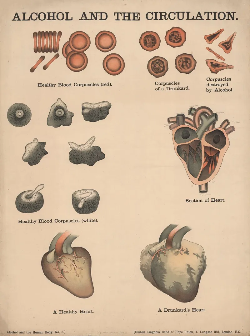 Alcohol And The Circulation Wall Art by Charles Wakely - High-Resolution Digital Print