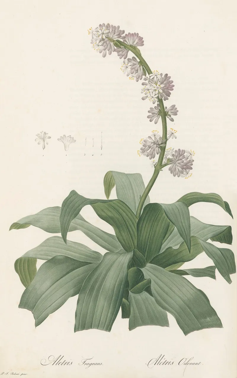 Aletris Fragrans Wall Art by Pierre Joseph Redouté - High-Resolution Digital Print
