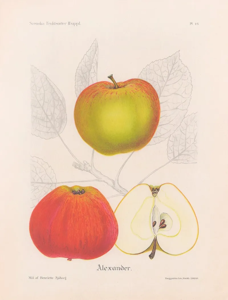 Alexander Apple Wall Art by Henriette Sjöberg - High-Resolution Digital Print