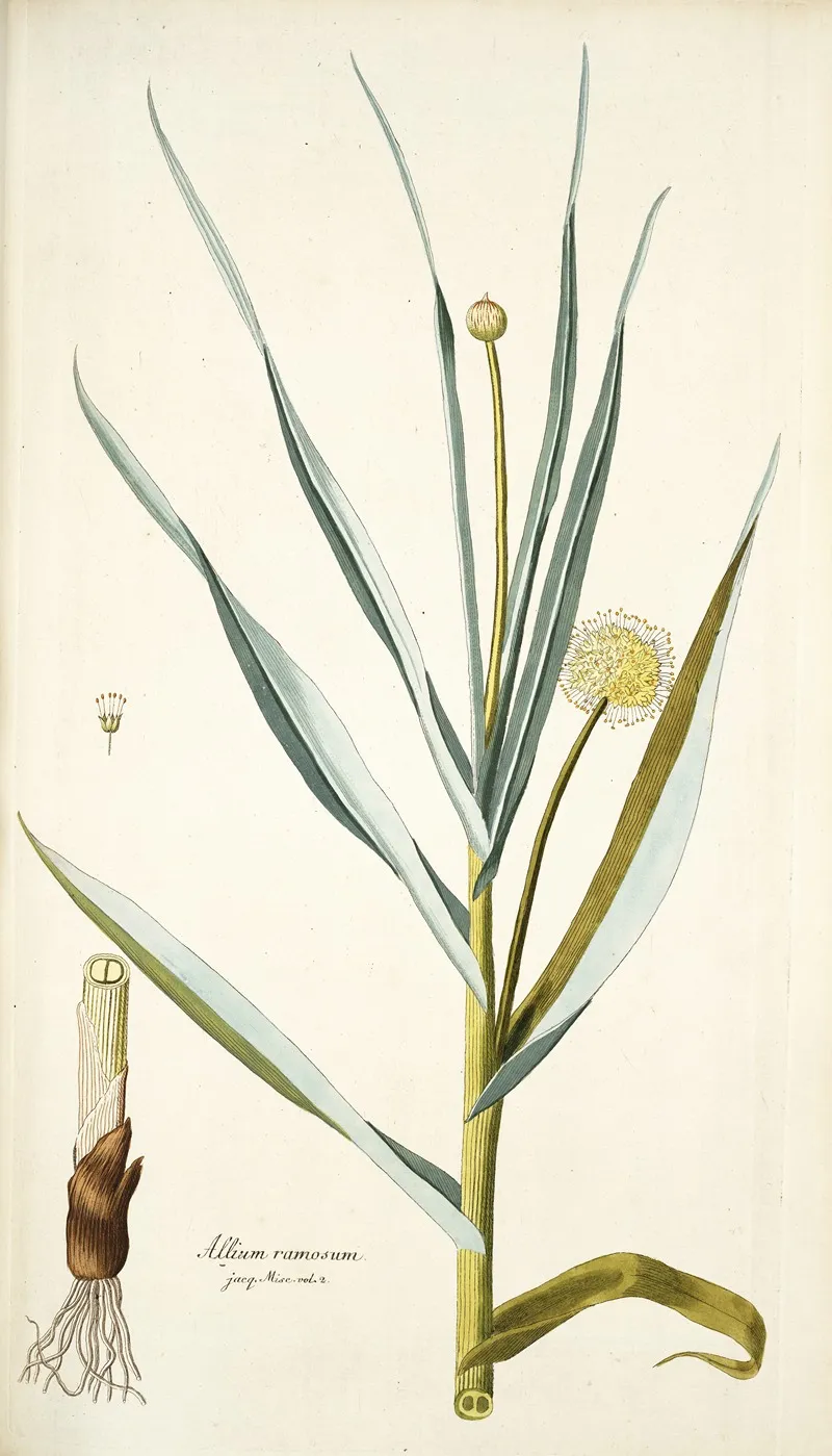 Alium Ramosum Wall Art by Nikolaus Joseph Freiherr von Jacquin - High-Resolution Digital Print