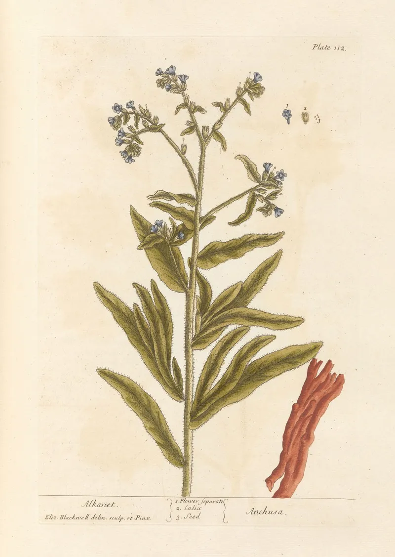 Alkanet Wall Art by Elizabeth Blackwell - High-Resolution Digital Print