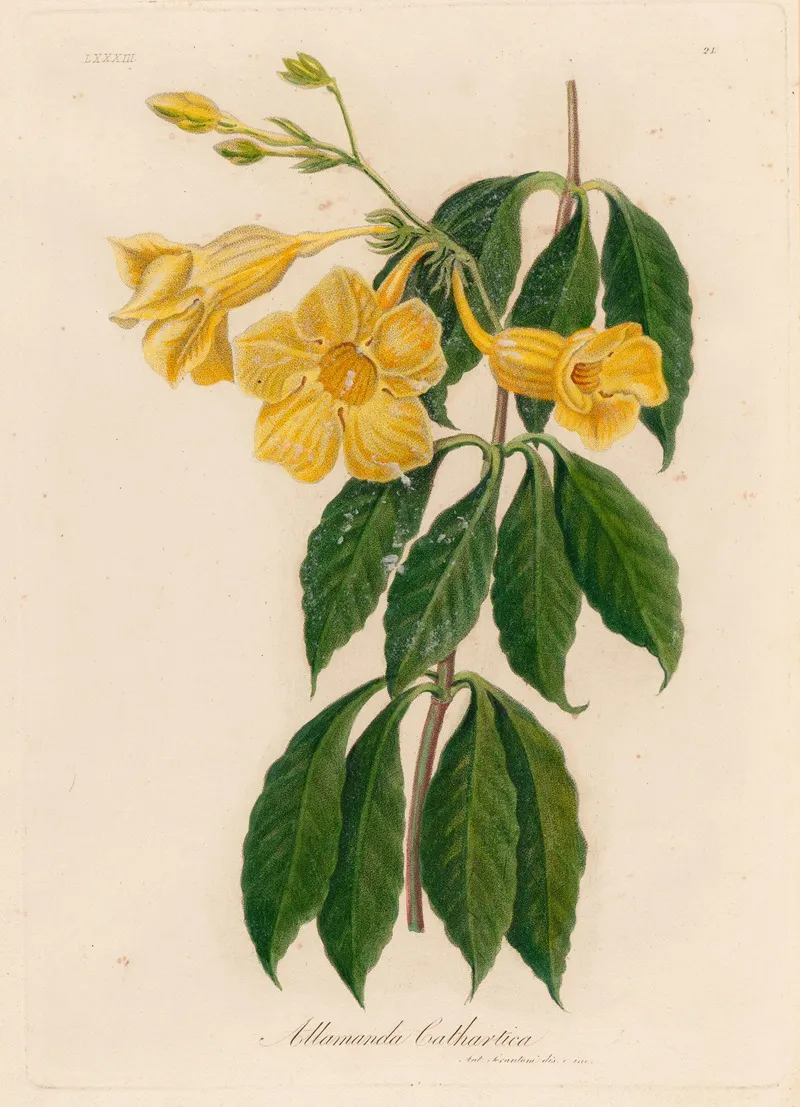 Allamanda Cathartica Wall Art by Gaetano Savi - High-Resolution Digital Print