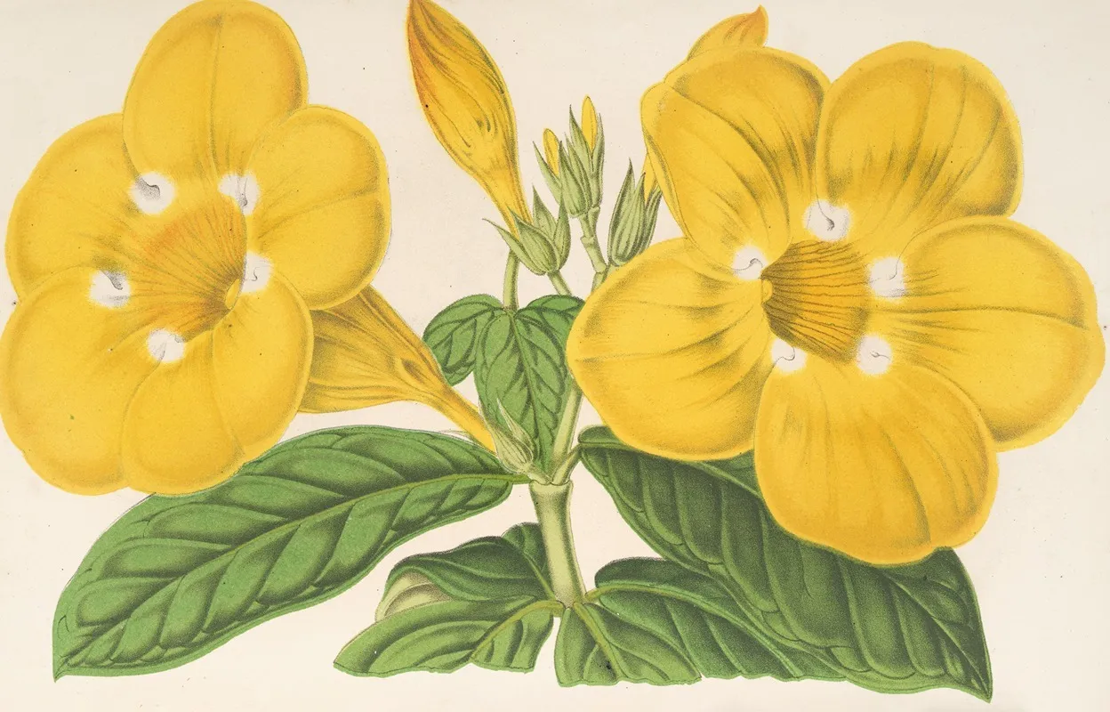 Allamanda Hendersoni Wall Art by Charles Antoine Lemaire - High-Resolution Digital Print