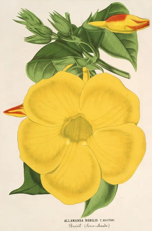 Allamanda Nobilis Wall Art by Charles Antoine Lemaire - High-Resolution Digital Print