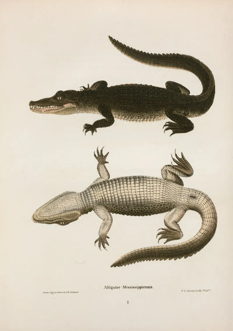Alligator Mississippiensis Wall Art by John Edwards Holbrook - High-Resolution Digital Print