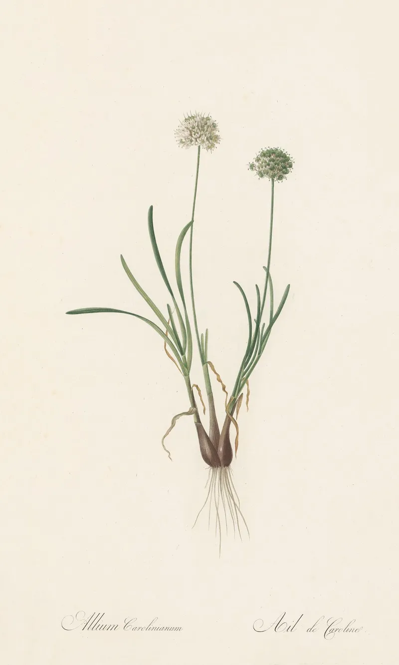 Allium Carolinianum Wall Art by Pierre Joseph Redouté - High-Resolution Digital Print