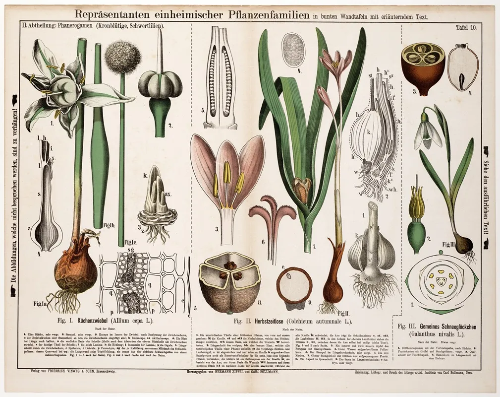 Allium Cepa Colchicum Autumnale Galanthus Nivalis Wall Art by Hermann Zippel - High-Resolution Digital Print