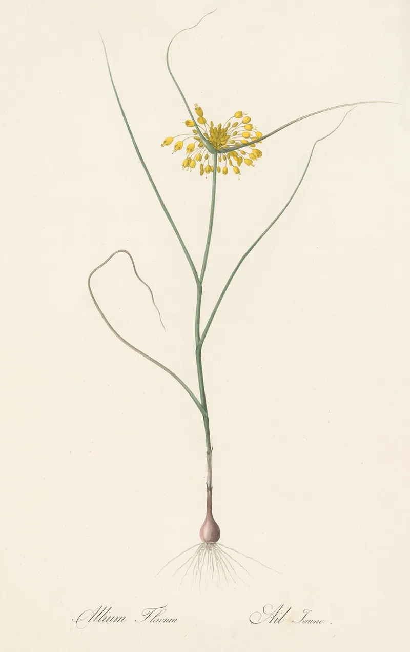 Allium Flavum Wall Art by Pierre Joseph Redouté - High-Resolution Digital Print