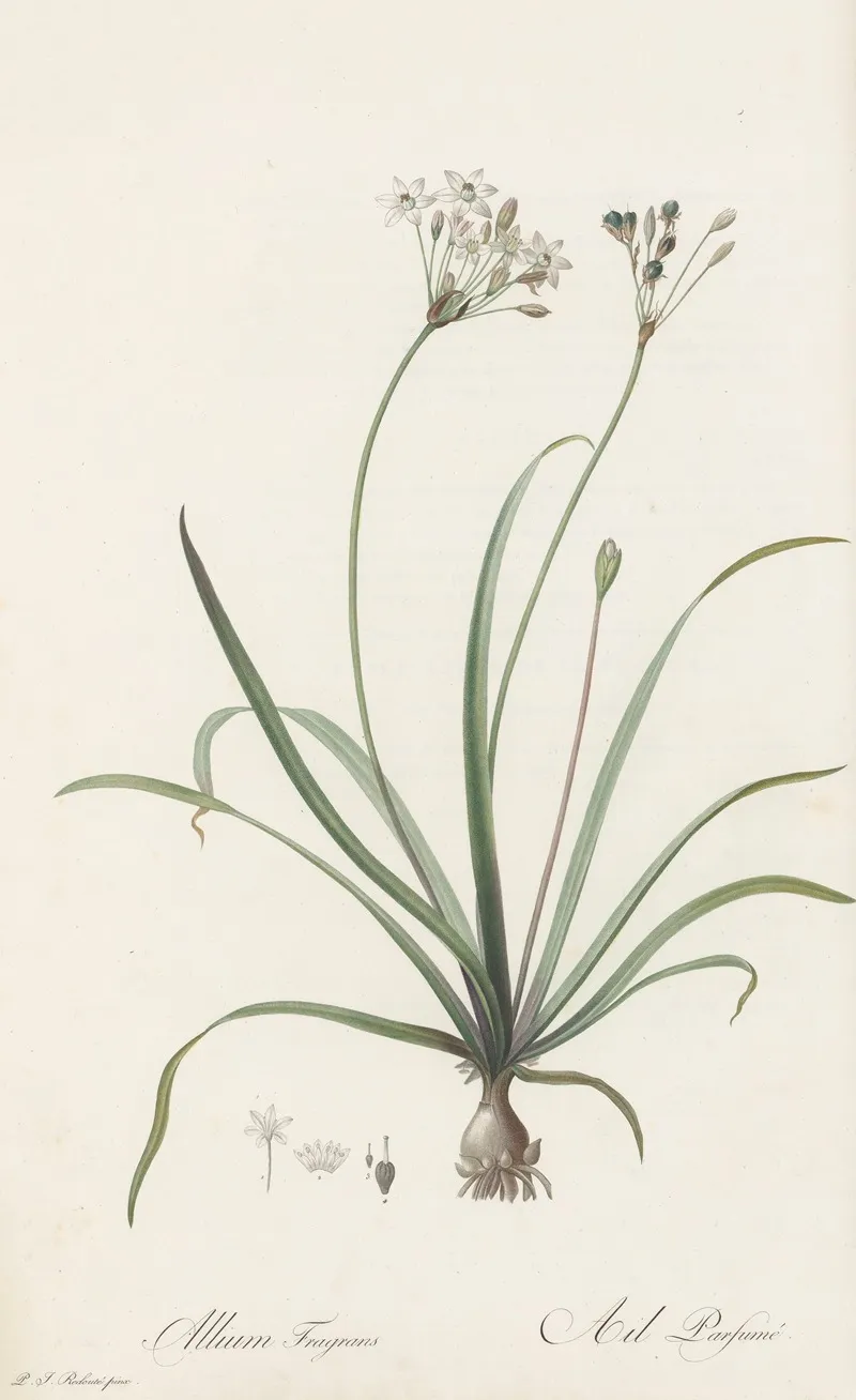Allium Fragrans Wall Art by Pierre Joseph Redouté - High-Resolution Digital Print