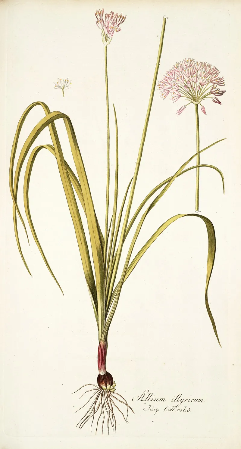 Allium Illyricum Wall Art by Nikolaus Joseph Freiherr von Jacquin - High-Resolution Digital Print