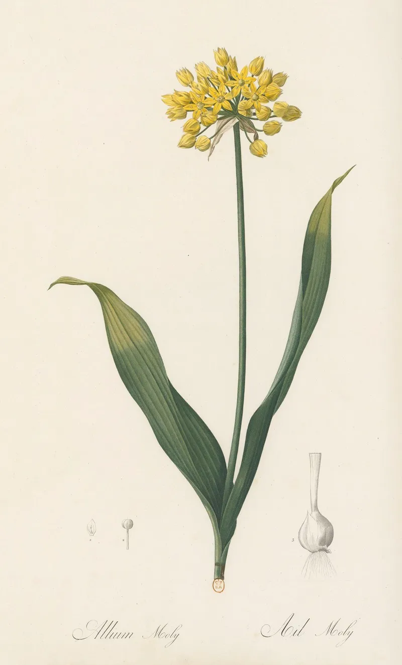 Allium Moly Wall Art by Pierre Joseph Redouté - High-Resolution Digital Print