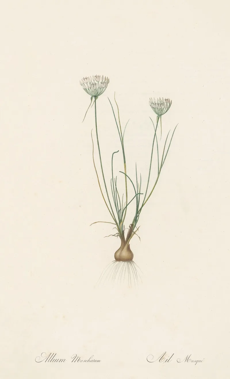 Allium Moschatum Wall Art by Pierre Joseph Redouté - High-Resolution Digital Print