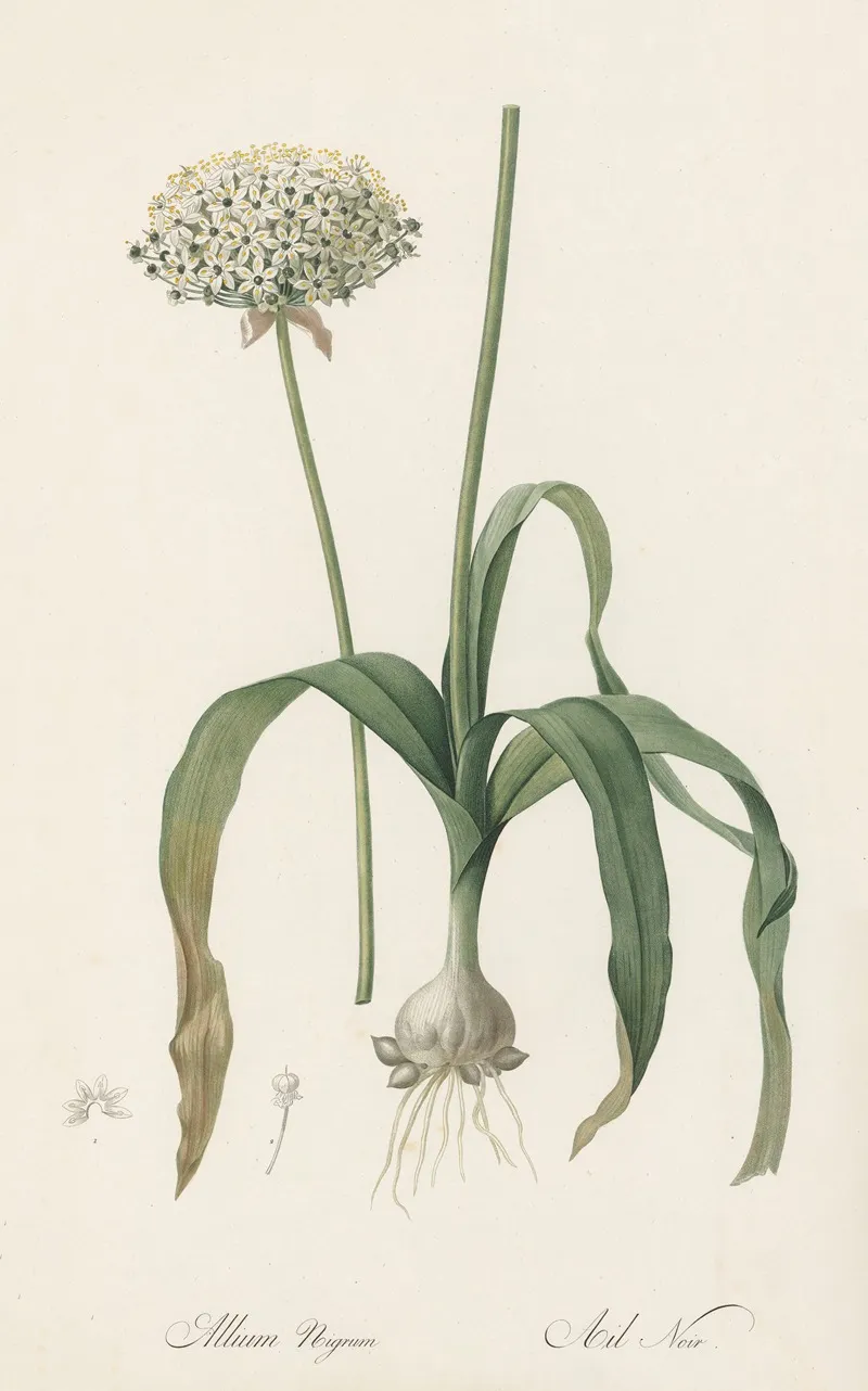 Allium Nigrum Wall Art by Pierre Joseph Redouté - High-Resolution Digital Print
