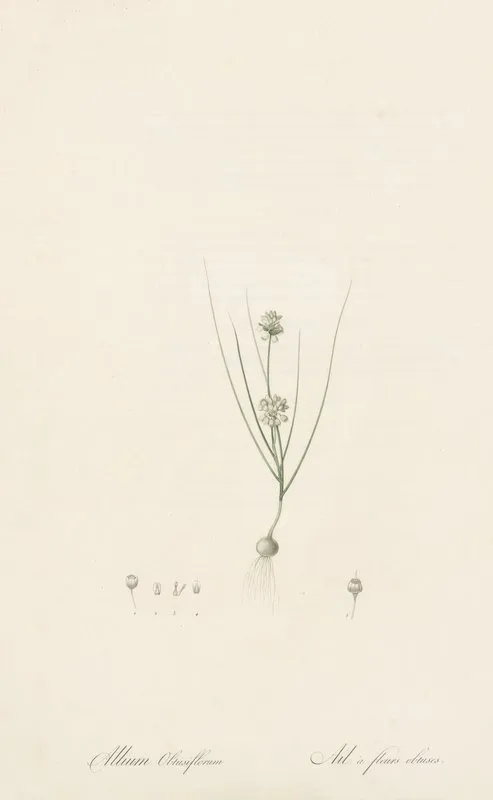 Allium Obtusiflorum Wall Art by Pierre Joseph Redouté - High-Resolution Digital Print