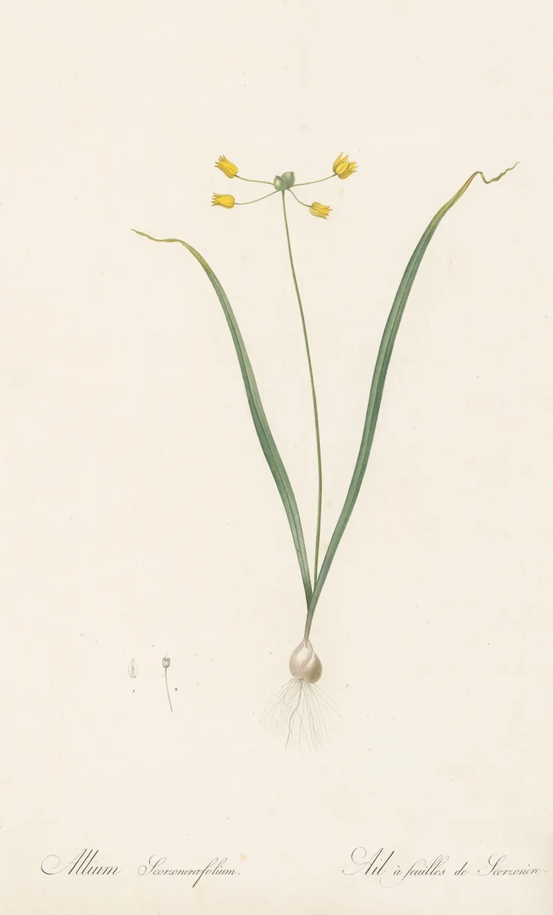 Allium Scorzoneraefolium Wall Art by Pierre Joseph Redouté - High-Resolution Digital Print