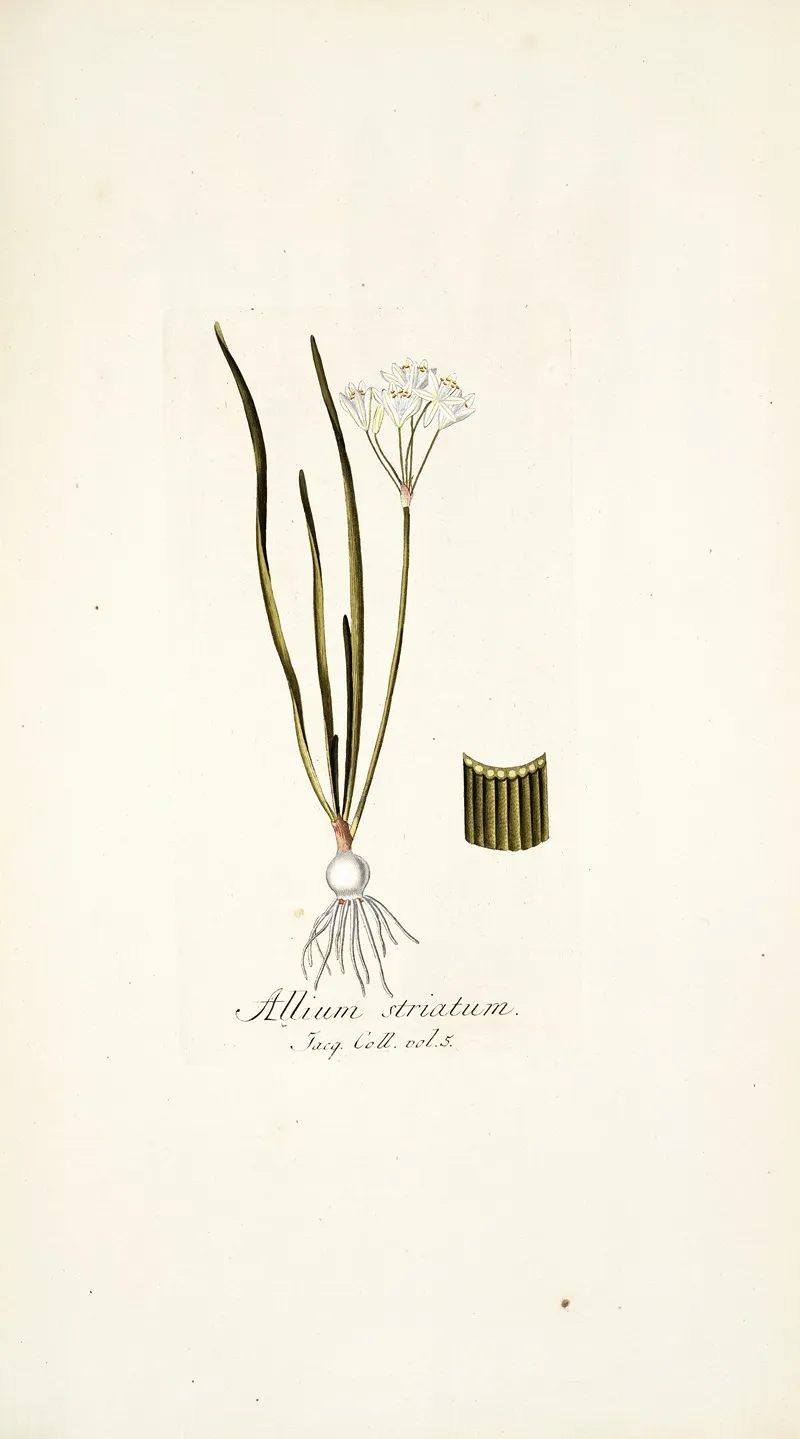 Allium Striatum Wall Art by Nikolaus Joseph Freiherr von Jacquin - High-Resolution Digital Print