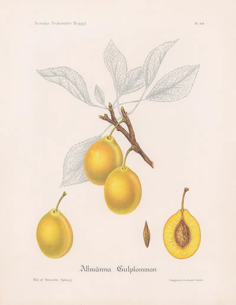 Allmanna Gulplommon Wall Art by Henriette Sjöberg - High-Resolution Digital Print