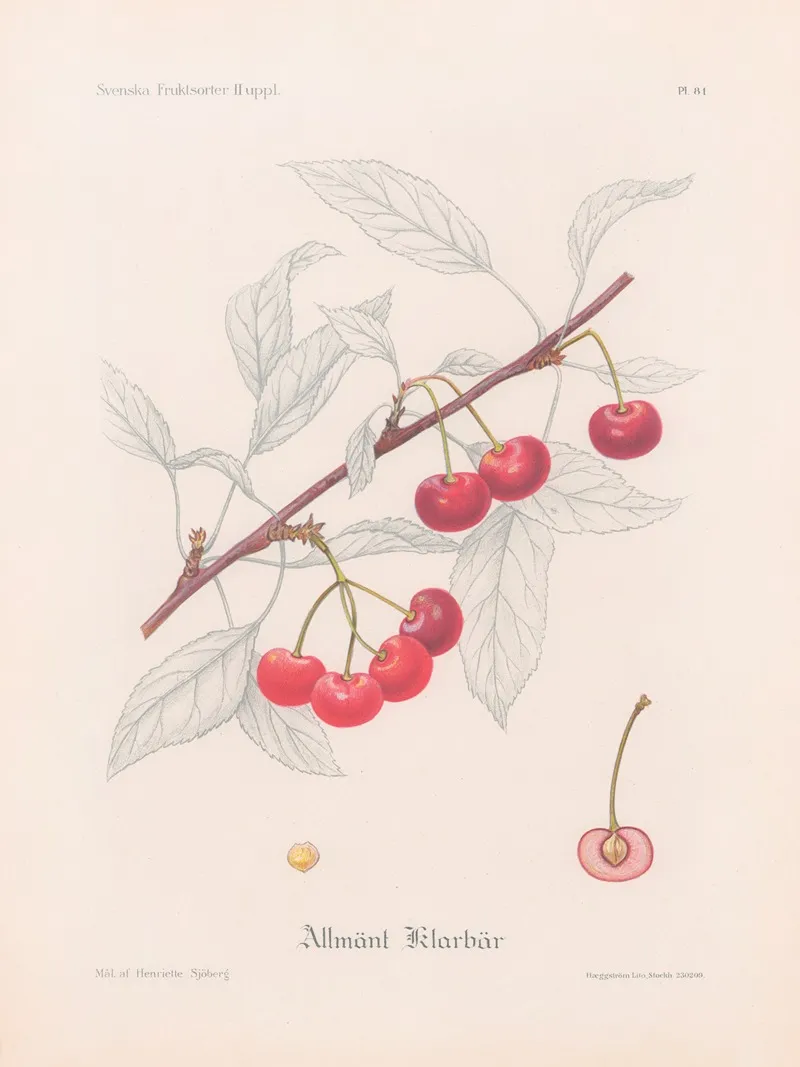 Allmant Klarbar Wall Art by Henriette Sjöberg - High-Resolution Digital Print