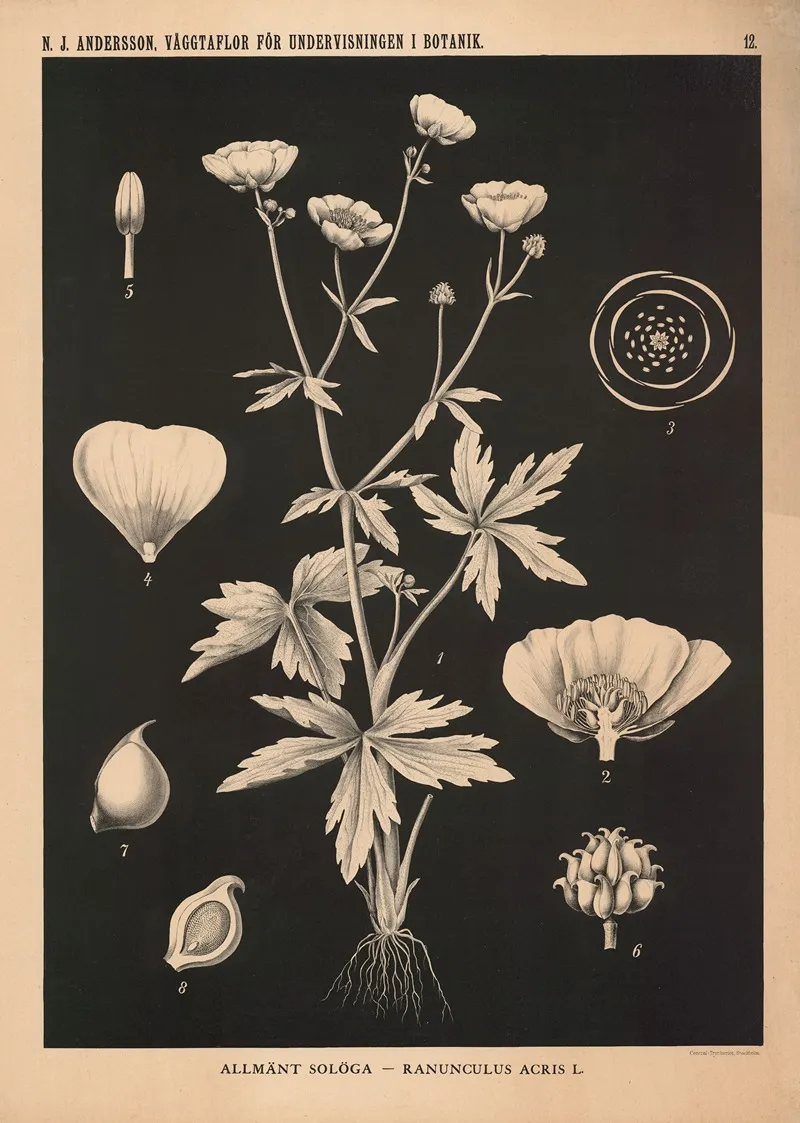 Allmant Sologa Ranunculus Acris L Wall Art by Nils Johan Andersson - High-Resolution Digital Print