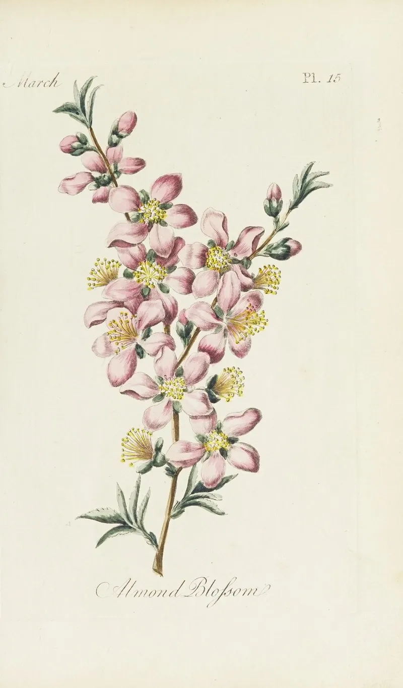Almond Blossom Wall Art by Carington Bowles - High-Resolution Digital Print