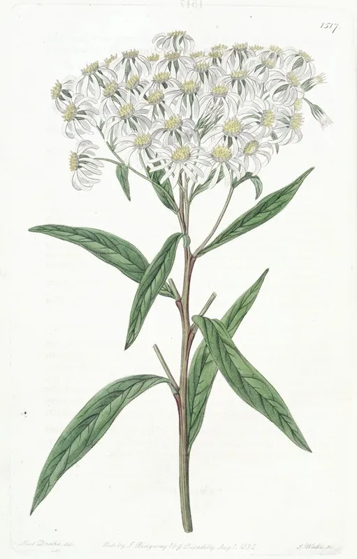 Almond Leaved Aster Wall Art by Sydenham Edwards - High-Resolution Digital Print